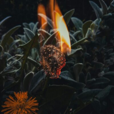 Vivências Xamânicas