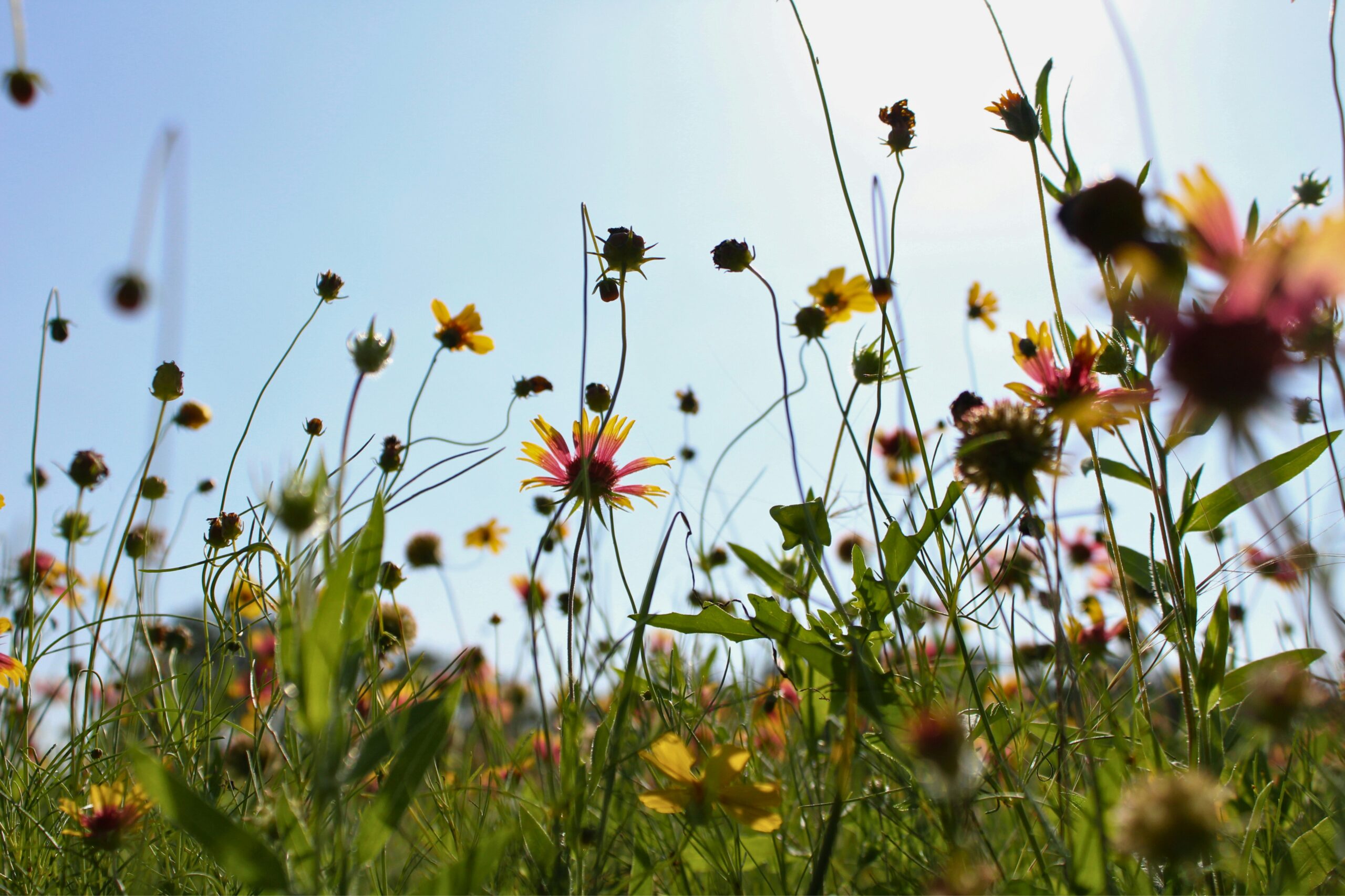 hannah-janssen-t8nbDUl9RY4-unsplash hannah-janssen-t8nbDUl9RY4-unsplash